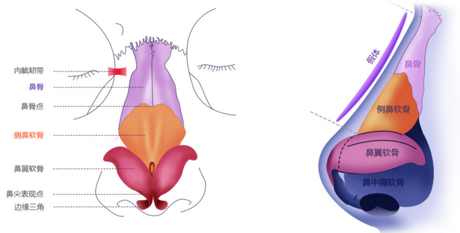 深圳江南春天分析鼻部结构