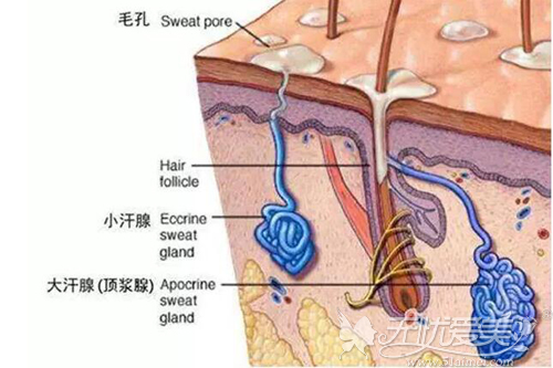 大汗腺位置图图片