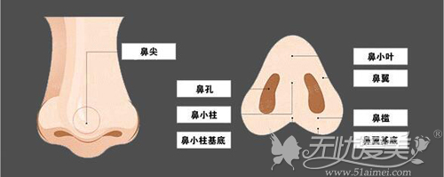 鼻头包含鼻尖、鼻翼、鼻孔、鼻小柱、鼻槛、鼻小柱基底、鼻翼基底