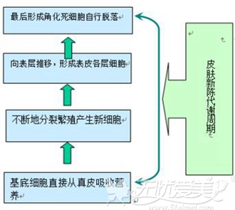 皮肤更新周期28天