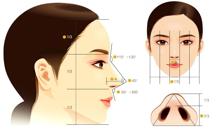 成都美雅娜设计理想鼻型标准