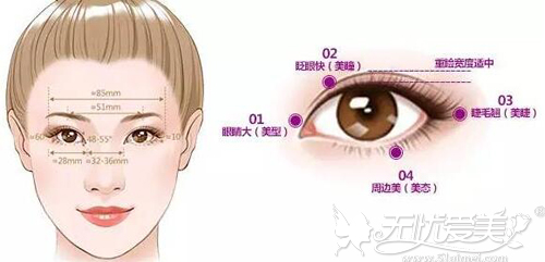 综合美眼术涉及到的眼部位置