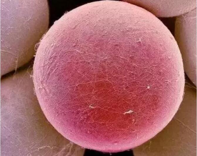电子显微镜下的脂肪细胞特写