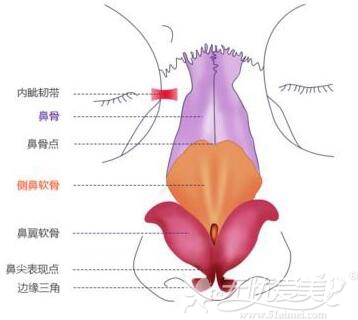 鼻部构造