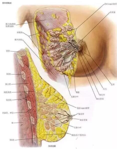 胸部的结构划分