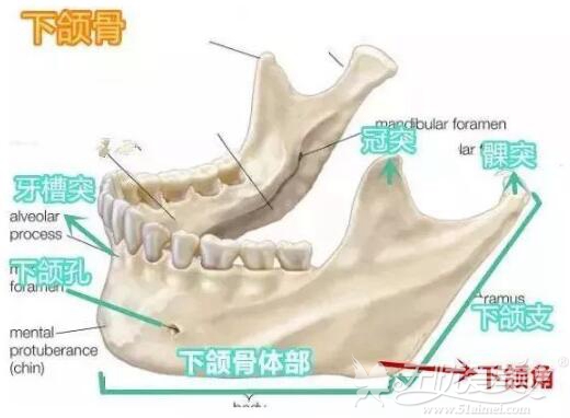 下颌骨的位置
