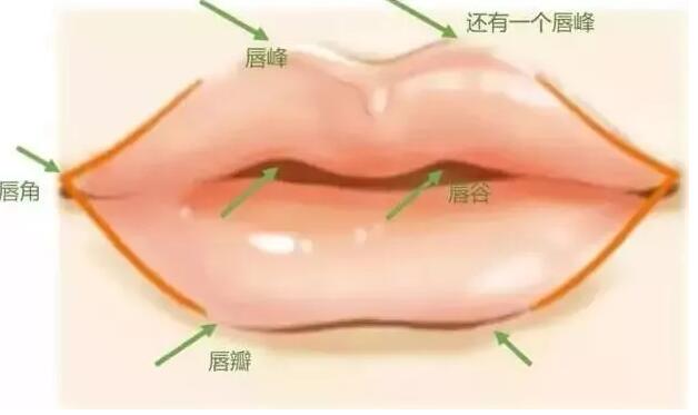 性感嘴唇的组成部分