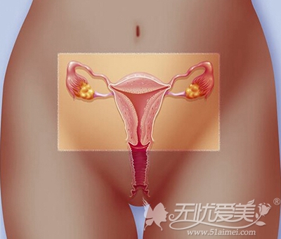 女性生殖器构造