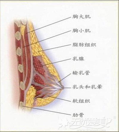 乳房的基本组织结构