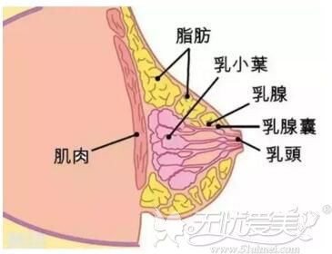 宝鸡韩美自体脂肪丰胸安全性