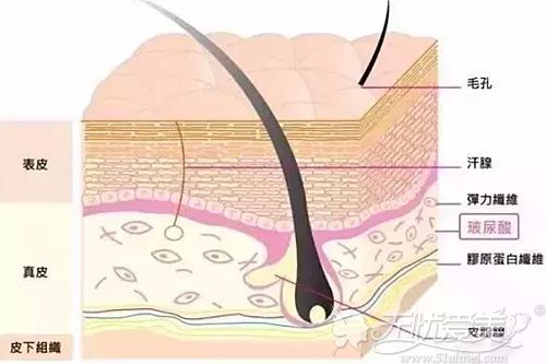 镇江芘丽芙分析玻尿酸存在皮肤的位置