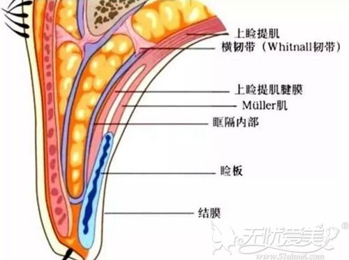 大连艺星整形多层解剖复位缝合