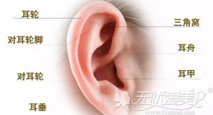耳朵的构造