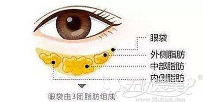 眼袋的形成和结构