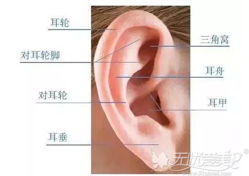 韩国耳再造选肋软骨和Medpor人工骨哪种更适合?普罗菲耳解答
