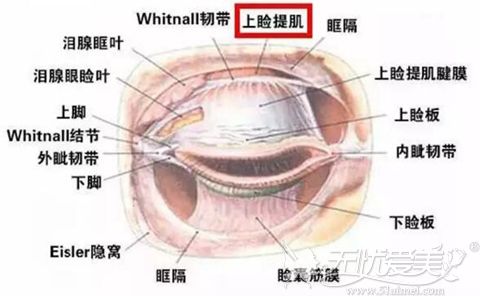 眼睛上睑下垂怎么办?推荐你去西宁华美做上睑提肌矫正术