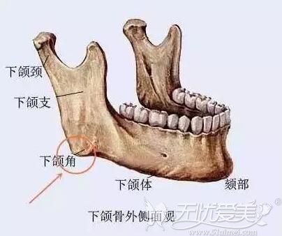 下颌角整形下颌骨的位置