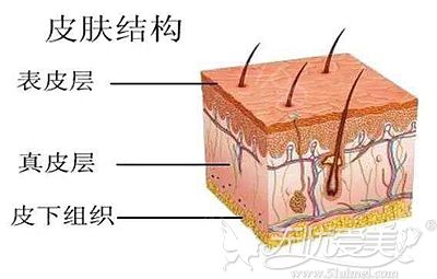 面部皮肤的多层次解析