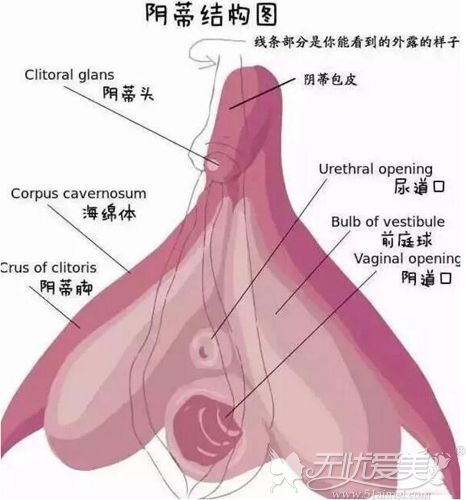女性阴蒂的结构