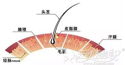 植发前是一定要做毛囊检测的