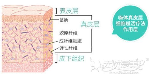 注射嗨体去颈纹的层次