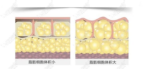 变胖的都是脂肪细胞