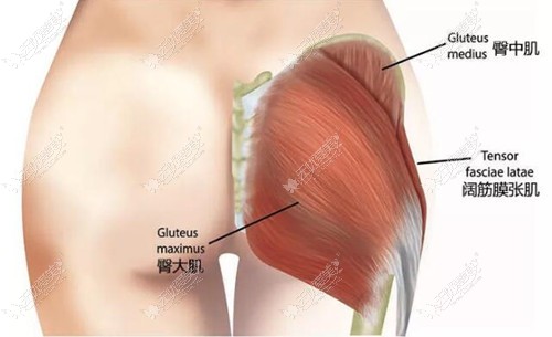 臀部吸脂部位