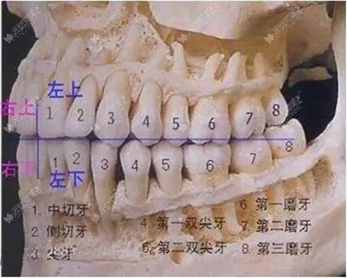 牙齿的位置