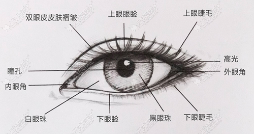 何鸿智做双眼皮优势