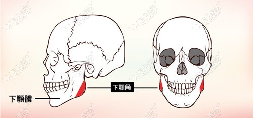 轮廓四件套针对的下颌角位置