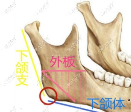 下颌骨颏部图片